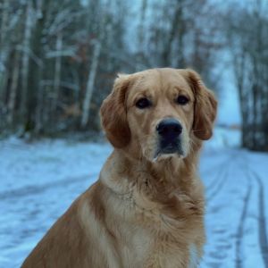 Marley&nbsp;(Gadi, m) am 27.01.2021