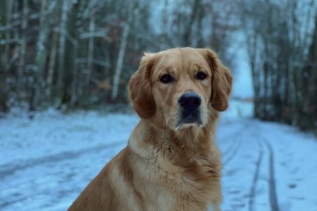 Marley&nbsp;(Gadi, m) am 27.01.2021