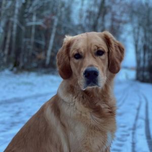 Marley&nbsp;(Gadi, m) am 27.01.2021