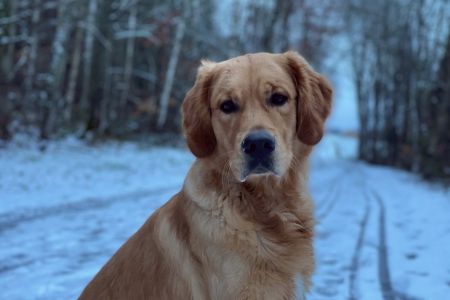 Marley&nbsp;(Gadi, m) am 27.01.2021
