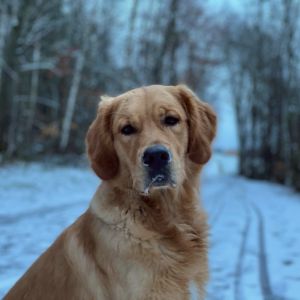 Marley&nbsp;(Gadi, m) am 27.01.2021