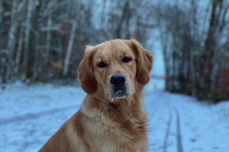 Marley&nbsp;(Gadi, m) am 27.01.2021