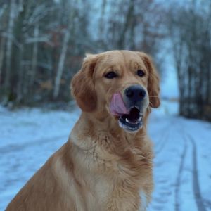 Marley&nbsp;(Gadi, m) am 27.01.2021