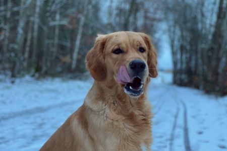 Marley&nbsp;(Gadi, m) am 27.01.2021