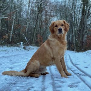 Marley&nbsp;(Gadi, m) am 27.01.2021