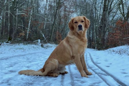 Marley&nbsp;(Gadi, m) am 27.01.2021