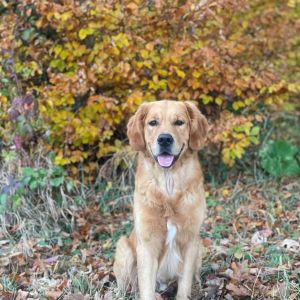 Marley&nbsp;(Gadi, m) am 07.11.2021