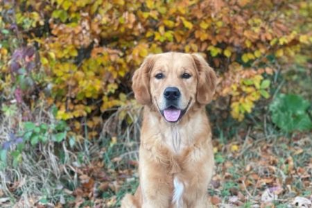 Marley&nbsp;(Gadi, m) am 07.11.2021