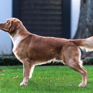 Marley&nbsp;(Gadi, m) am 28.02.2022