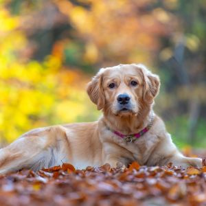 Nala (Gaya, w) am 02.11.2020