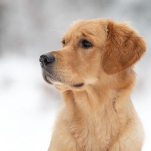 Nala (Gaya, w) am 17.01.2021