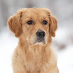 Nala (Gaya, w) am 17.01.2021