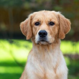 Nala (Gaya, w) am 15.08.2021