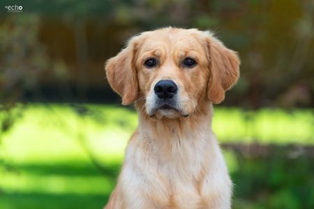 Nala (Gaya, w) am 15.08.2021