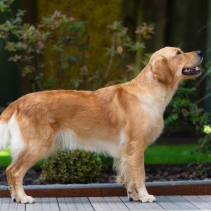 Nala (Gaya, w) am 15.08.2021