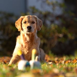 Nala (Gaya, w) am 21.11.2021