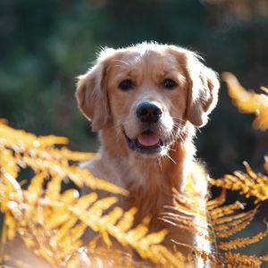 Nala (Gaya, w) am 21.11.2021