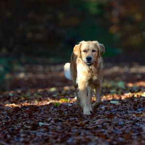 Nala (Gaya, w) am 21.11.2021