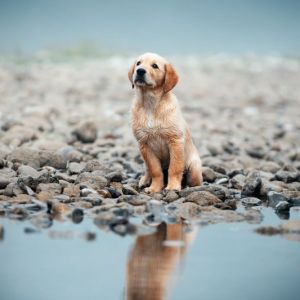 Nayla of everlasting golden dreams am 11.09.2021