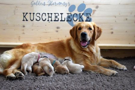 Nayla mit ihren O-Wurf Welpen