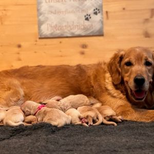 Dana mit ihren 9 Welpen (N-Wurf)